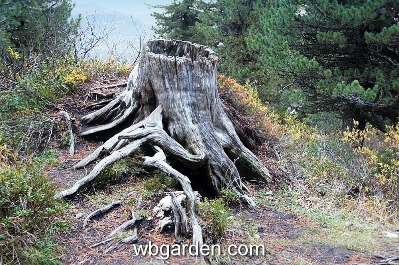 wbgarden alps 82.JPG